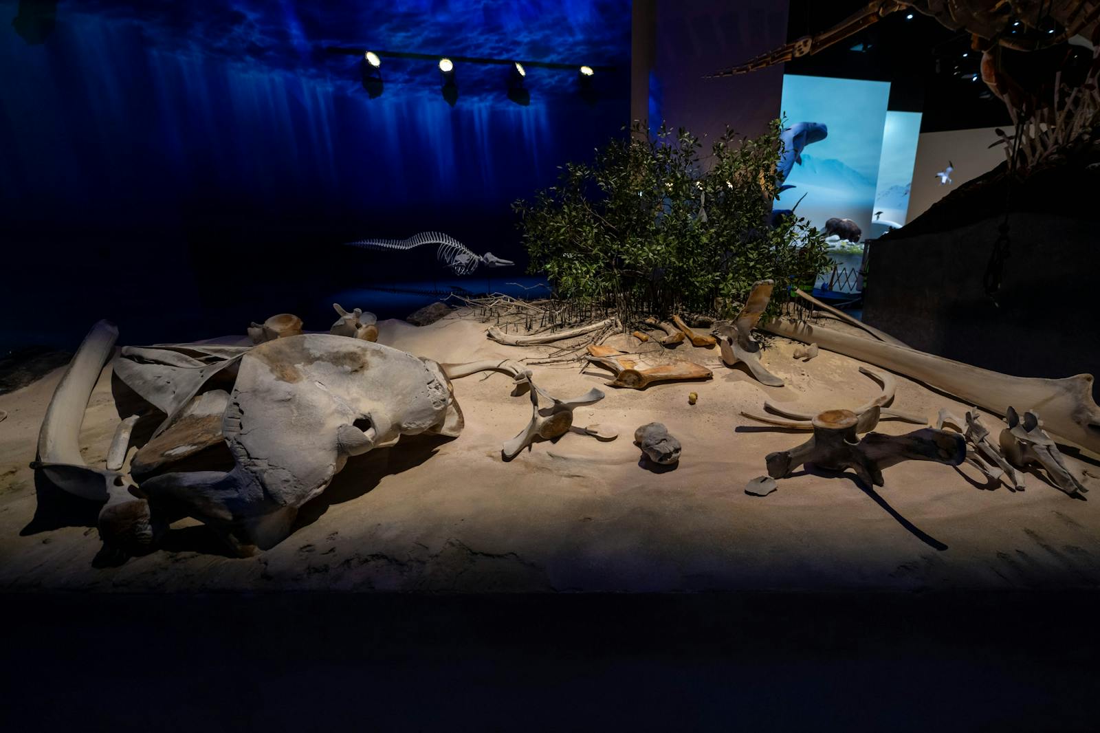 le Muséum d'histoire naturelle d'Abou Dabi avec squelettes marins en exposition