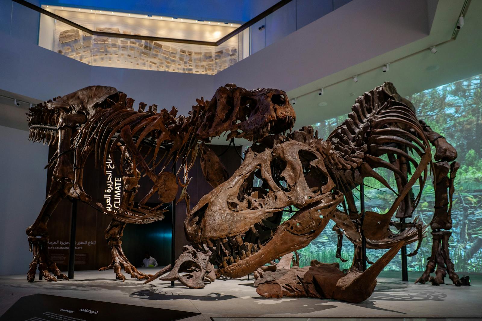 Museum d histoire naturelle d abou dabi abu dhabi billets gallery 03