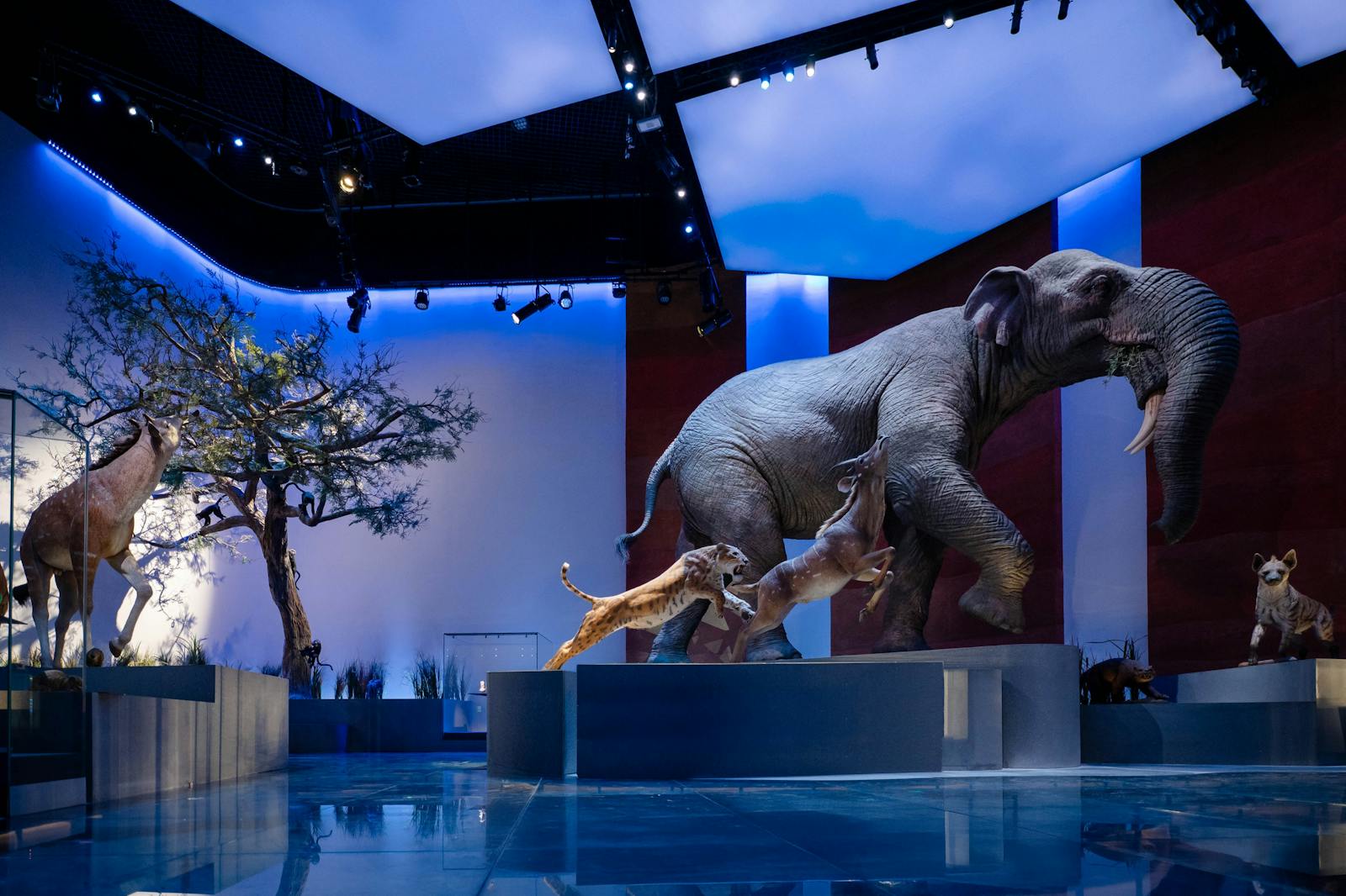 le Muséum d'histoire naturelle d'Abou Dabi avec une scène animale immersive sous éclairage bleu