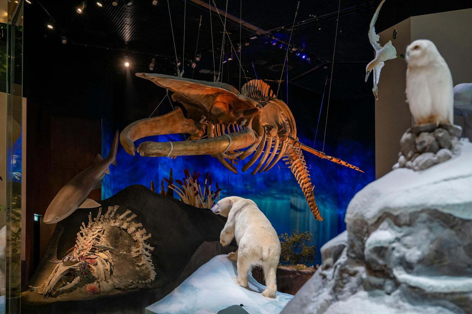 le Muséum d'histoire naturelle d'Abou Dabi avec squelettes suspendus et ours polaire